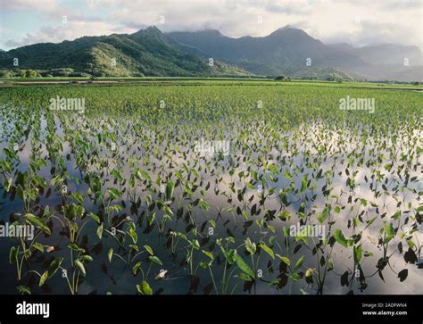 Taro Crops Colocasia Esculenta In A Field Photographed On Kauai