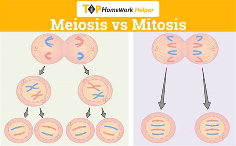 The stages of mitosis vs. Mitosis vs Meiosis - The Key Differences between Mitosis ...