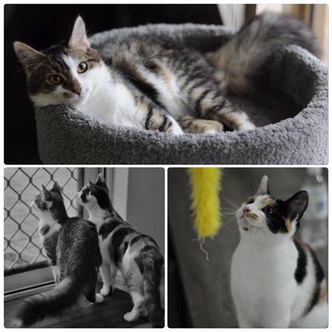 Beautiful erika heaven playing with her toys!! Cats Available For Adoption - 6 Months + | Facebook