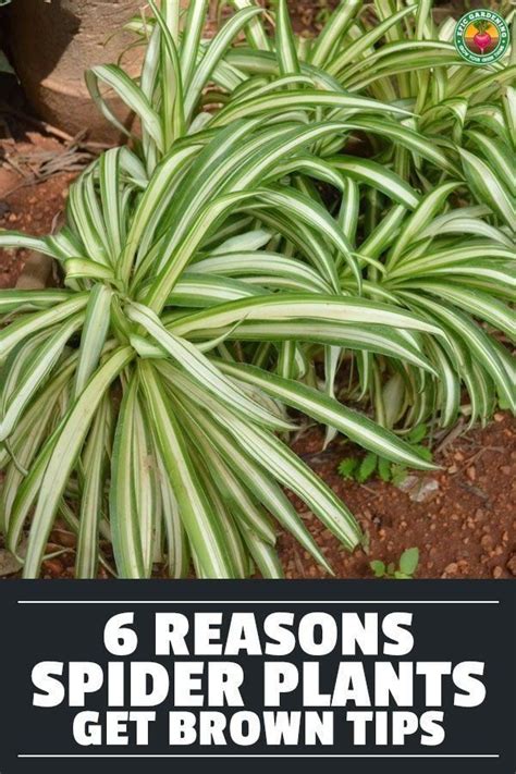 Beside it good looks, the spider plant benefits if you are doing planting in the winter, then let soil gets a little bit dry before you water it again. Spider Plant | 1000 in 2020 | Spider plants, Plants ...