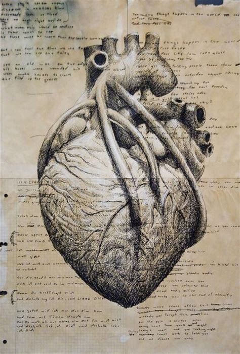 Scientific Illustration Search Results For Human Heart Anatomy Art