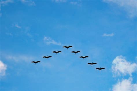 Why Birds Fly In A V Shaped Formation Birding World