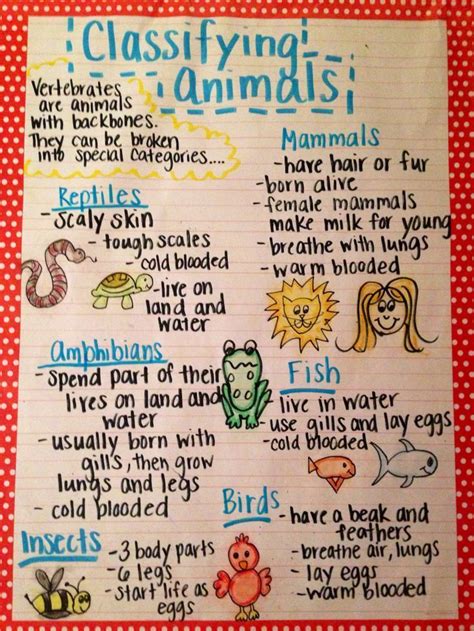 The Animal Classification Anchor Chart I Made For My First Grade
