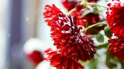 Winter Flower Wallpapers - Wallpaper Cave