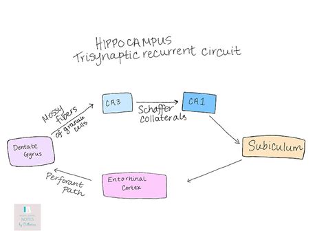 Hippocampus Structure Anatomy And Trisynaptic Recurrent Circuit