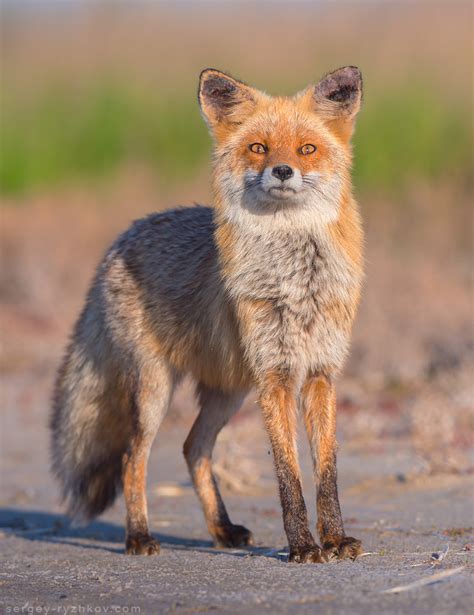 Red Fox On Kinbrun Peninsula Ukraine Vulpes Vulpes