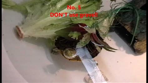If you leave them in their feeding tub for a while. Top 10 DON'TS in caring for a Red Eared Slider Turtle ...