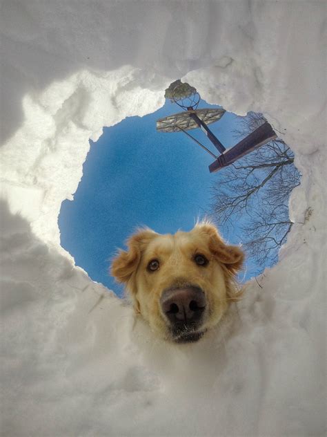 Psbattle Dog Looking Down Hole In The Snow X Post Utayraz On Rfunny Photoshopbattles