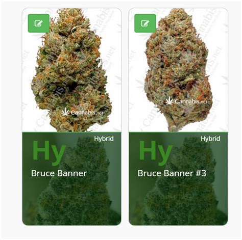The 7 Strongest Cannabis Strains To Smoke