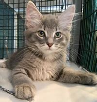 See more ideas about palm beach county, palm beach, jupiter florida. Cat Adoptions, Kitten Adoptions, Deerfield Beach, Feline ...