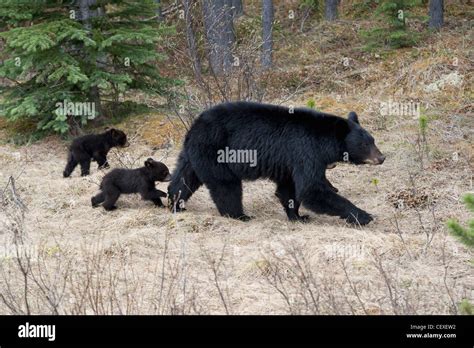 Two Black Bear Cubs Following Their Mother In Jasper National Park