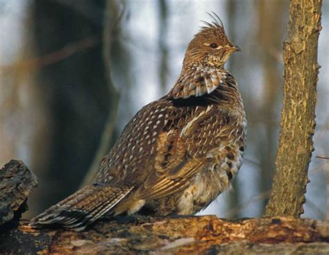 Ruffed Grouse Missouri Department Of Conservation