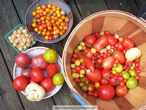 Tomato Harvest Laughing Duck Gardens And Cookery