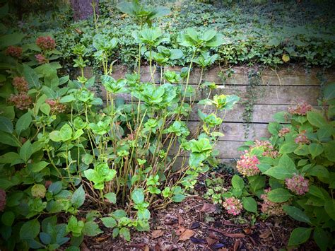 What are the most deer resistant plants in New Jersey? | Sierra