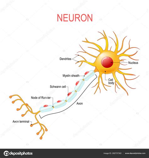 Anatomie Neuronale Structure Dune Cellule Nerveuse Image