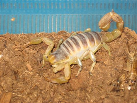 Scorpion The Biggest Animals Kingdom