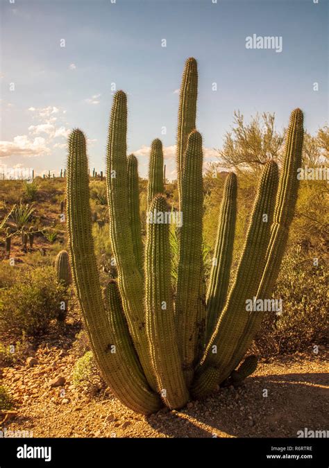 Cactus In Saguaro National Park Arizona Stock Photo Alamy