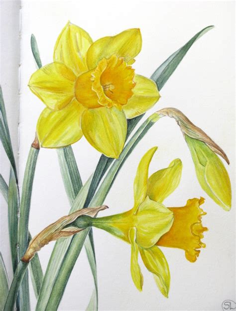 Botanical Sketches And Other Stories Daffodil Days