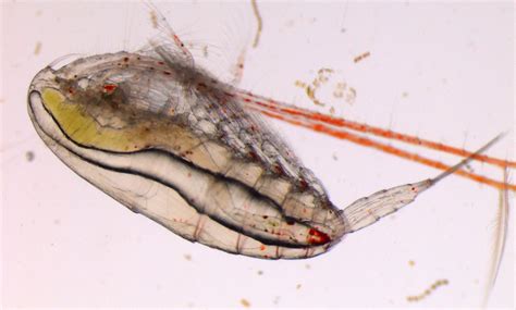 Shedding Light On Zooplankton In The Dark