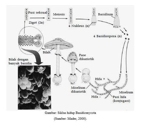 Kingdom Fungi Klasifikasi Jamur Contoh Ciri Dan Struktur