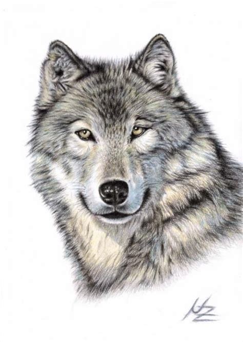 Epic Wolf Drawings At Explore Collection Of Epic