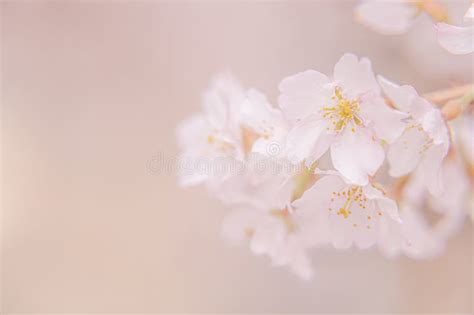 Pink Sakura Blooming In Japan Park In Spring Season Stock Image Image