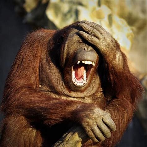 2189 Best Orangutan Images On Pinterest