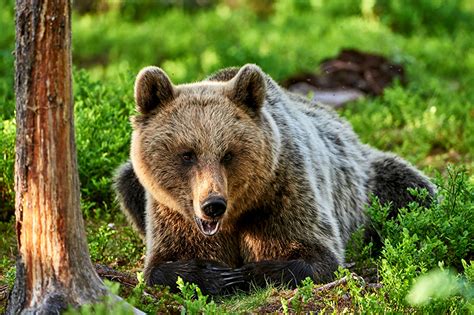 Fondos De Pantalla Osos Oso Pardo Dos Hierba Animalia