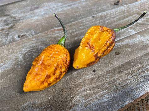 Hallows Eve Halloween Hot Pepper Premium Seed Packet · Sherwoods Seeds