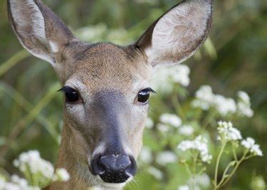 These roots allow the plant to cling to hard surfaces. Is Scarlet Mandevilla Deer Resistant? | eHow