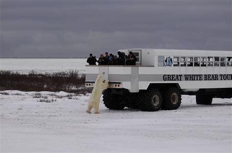 Great White Bear Tours Churchill All You Need To Know Before You Go