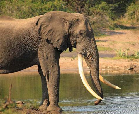 Ele Isilo The Longest Tusks Eva Seen Elephant Park Elephant