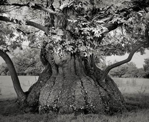 Ancient Trees Photographer Beth Moons Portraits Of The Oldest Trees