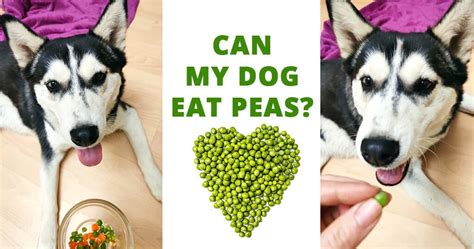 It has all they need to stay on the go, which is why it's a clear choice. Can my dog eat peas? - Husky Advisor - Raw, frozen, cooked ...
