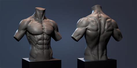 Zachari Bakker Torso Anatomy Study