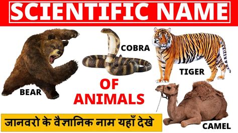 These names help clarify the animal's relationship with other animals while also describing something about the animal. Animal Kingdom - Scientific Name | जानवरो के वैज्ञानिक नाम ...