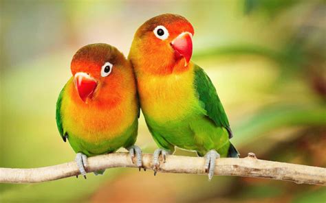Beautiful Tropical Birds Colorful Parrots Love Birds Parrots On Branch 4k Ultra Hd 1610 Desktop