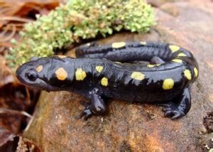 Spotted Salamander Care Sheet Reptiles Magazine