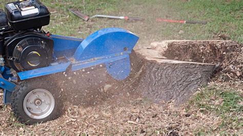 How Much Do Tree Stump Grinding And Removal Services Cost Prices