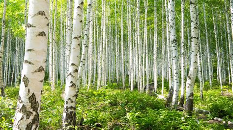 Birch Tree Care And Growing Tips Uk