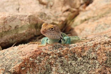 The Most Colorful Lizard In Arizona