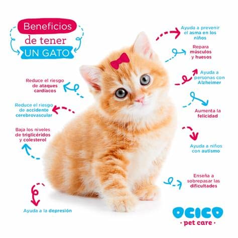 Para poder tener un gato en casa es necesario tener en cuenta una serie de aspectos, los cuales harán que este animal goce de una buena comodidad dentro de la casa, y además sea. 10 beneficios de tener un gato en casa - Blog OCICO Pet Care