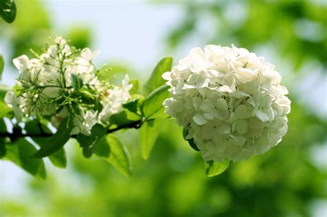 Nếu đây là sự thật thì chắc chắn họ sẽ trở thành một trong những cặp đôi đẹp nhất nhì vibiz. Những hình ảnh đẹp về hoa cẩm túu cầu làm hình nền - Blog ...