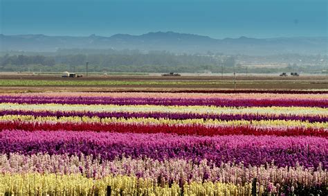 10 Gorgeous Fields of Flowers Worth Traveling to See Photos