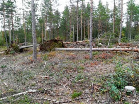 Aila-myrsky teki pahimmat tuhot Kalannin ja Pyhämaan metsiin ...