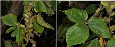 Sekarang, dia hanya menunggu pembedahan untuk pemasangan alat yang membolehkan dia mencuci darahnya setiap minggu. Kesan Ubat Darah Tinggi Pada Buah Pinggang - Lamaran L