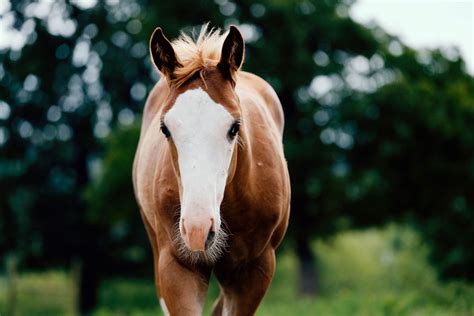 12 Most Popular Horse Colors • Horsezz