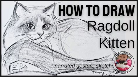How To Draw A Ragdoll Kitten Fluffy Longhair Laying Side View Face