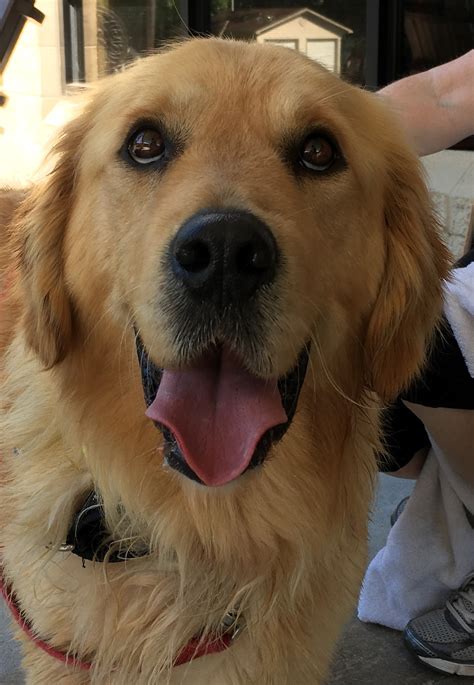 Please open your heart and your home to help our goldens in need. Orphan Golden Retrievers at Adopt a Golden Atlanta ...