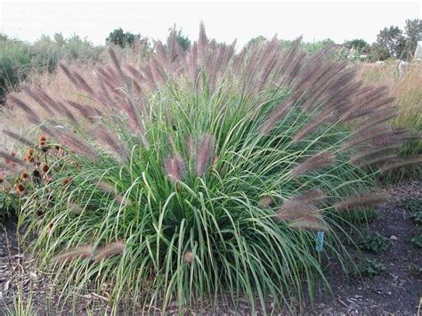 Red Fountain Grass Plantfiles Pictures Fountain Grass Red Head